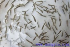 怎樣高效益養殖異育銀鯽 其魚(yú)苗魚(yú)種如何培育？