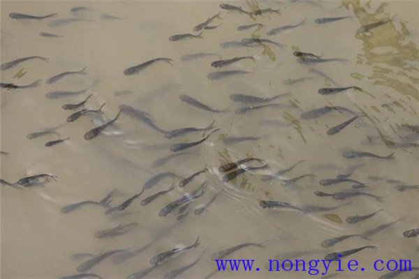 放養魚(yú)苗的季節要求
