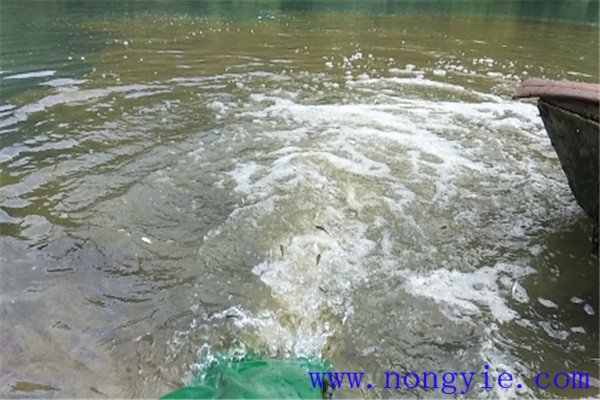 池塘條件與魚(yú)苗放養時(shí)間的關(guān)系