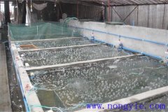 如何選擇魚(yú)苗、魚(yú)種池，又怎樣清整、施肥