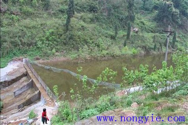 發(fā)展山區流水養魚(yú)要注意哪些問(wèn)題