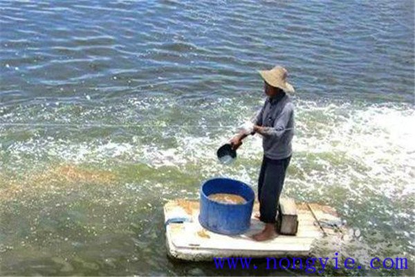 養魚(yú)投飼的具體要求