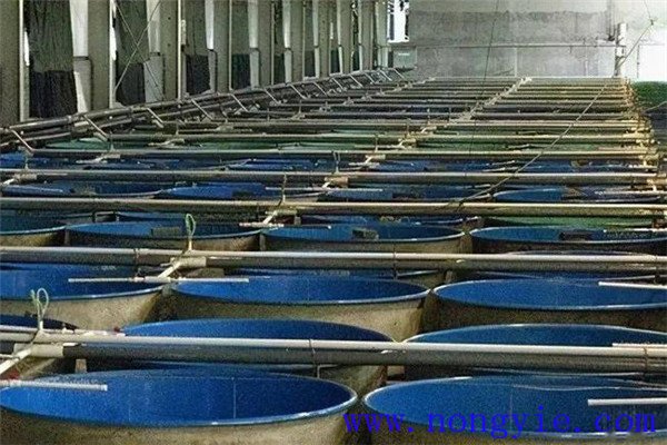 我國工廠(chǎng)化養魚(yú)概況