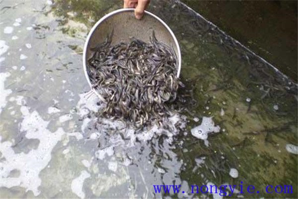 培育魚(yú)苗、魚(yú)種的方法