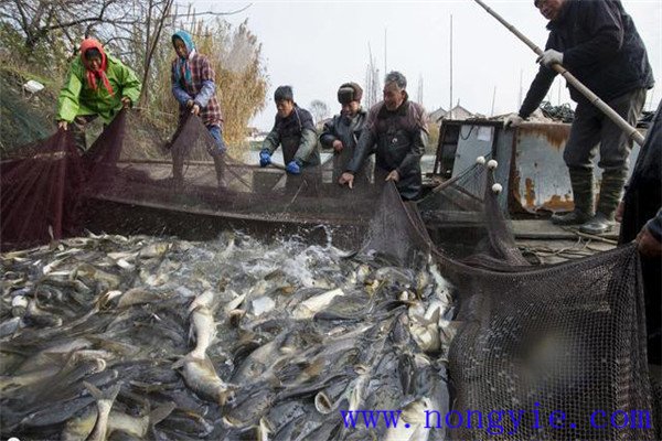 我國魚(yú)塘畝產(chǎn)量能達多少斤
