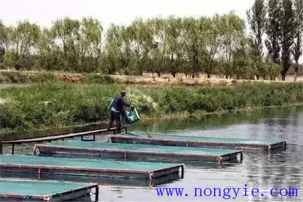 魚(yú)塘養魚(yú)日常管理的十大內容