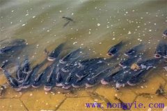 泛塘和中毒的區別 怎樣區分魚(yú)池藥物中毒和泛塘