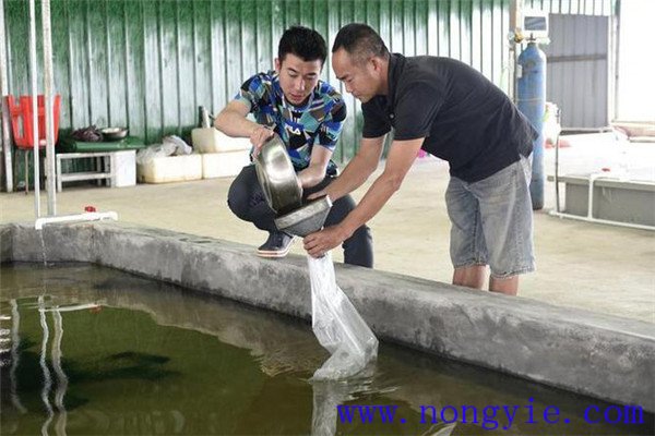 四種生魚(yú)養殖模式簡(jiǎn)介