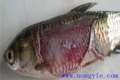 淡水魚(yú)細菌性爛鰓病如何治療，用什么藥防治？