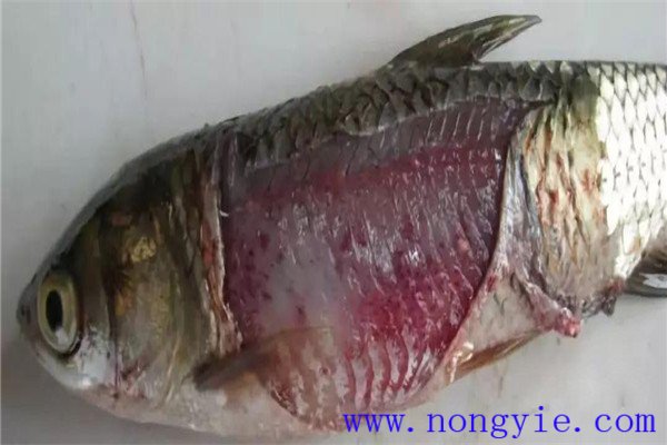 淡水魚(yú)細菌性爛鰓病的主要癥狀