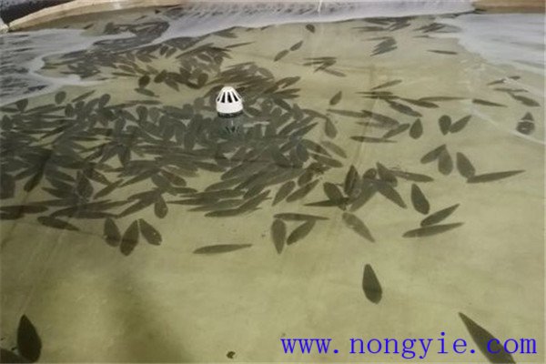 餓 ，即停喂飼料