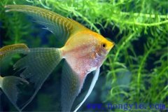 常見(jiàn)的較易飼養的熱帶魚(yú)品種有哪些？