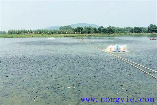 秋季魚(yú)池的水質(zhì)調控
