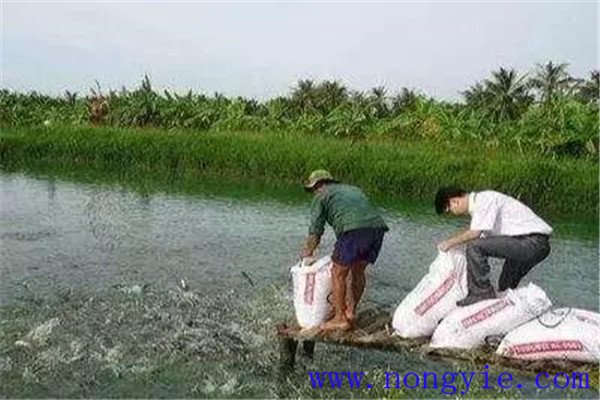 秋季魚(yú)池要注意預防疾病