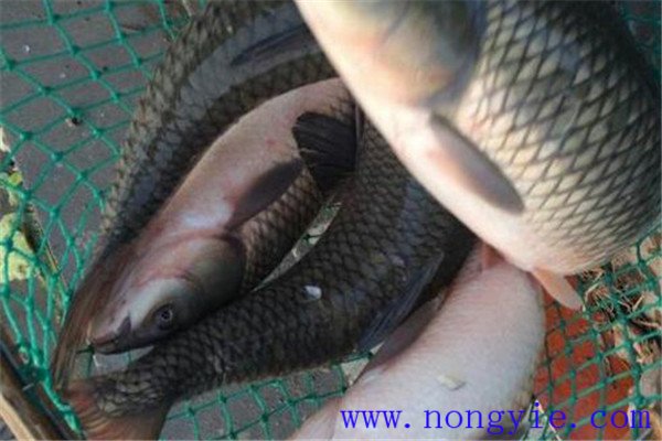 草魚(yú)、青魚(yú)親魚(yú)秋培技術(shù)與方法