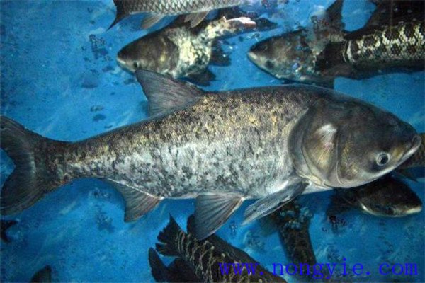 鰱魚(yú)、鳙魚(yú)親魚(yú)秋培技術(shù)與方法