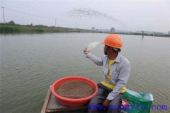 魚(yú)塘養魚(yú)對飼料的要求 魚(yú)飼料的消毒方法措施