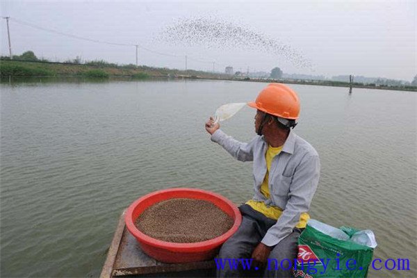魚(yú)塘養魚(yú)對飼料的要求