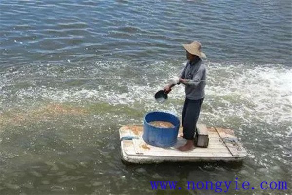 魚(yú)飼料消毒需注意事項