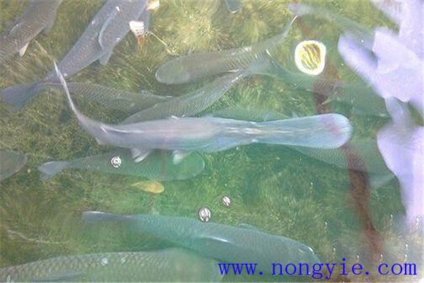 魚(yú)的生長(cháng)旺季在幾月份