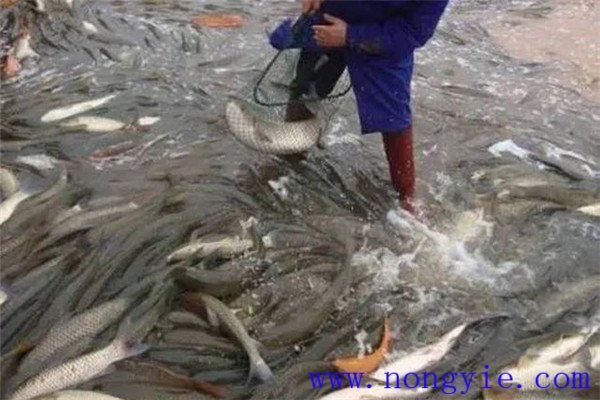 魚(yú)在生長(cháng)旺季需要注意哪些