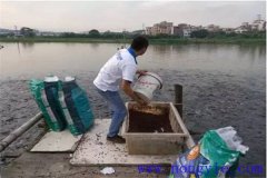 怎樣提高魚(yú)飼料的利用率？