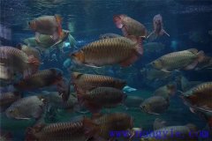 在成魚(yú)池中魚(yú)類(lèi)混養有什么好處