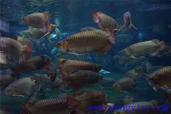 在成魚(yú)池中魚(yú)類(lèi)混養有什么好處