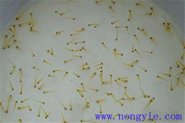 培育魚(yú)苗、魚(yú)種需要哪些工具