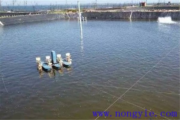 為什么說(shuō)水的ph值對養魚(yú)很重要