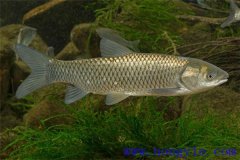 適于農村養殖的魚(yú)類(lèi)有哪些？