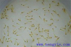 魚(yú)類(lèi)不同生長(cháng)發(fā)育階段都有哪些名稱(chēng)