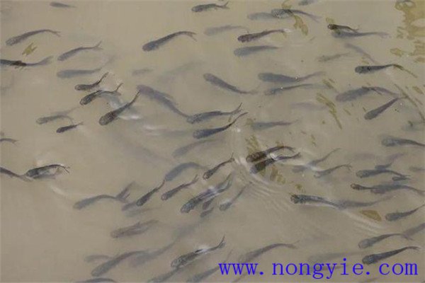 魚(yú)種、秋花和春片