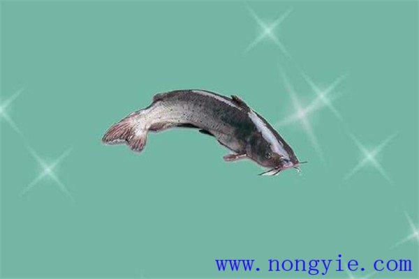 長(cháng)吻鮠大規格一齡魚(yú)種培育期間的水質(zhì)管理
