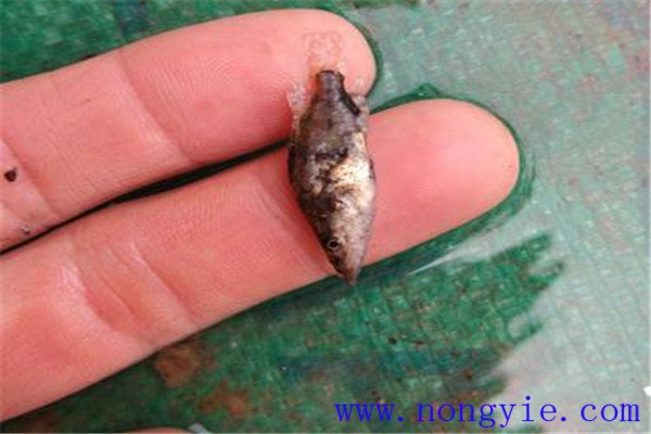 什么是大規格魚(yú)種