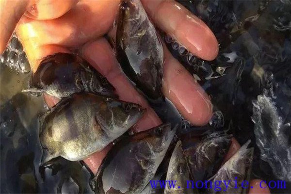 如何培育大規格魚(yú)種