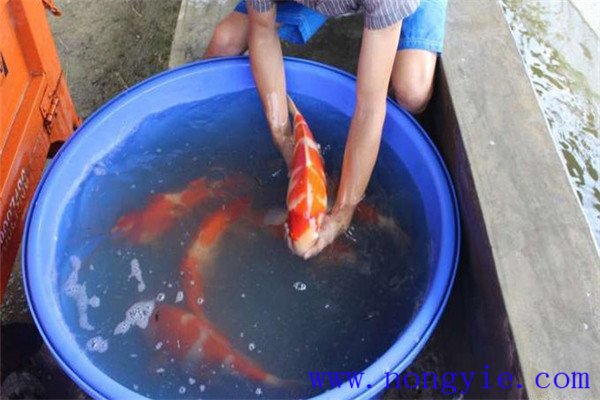 做好雌雄魚(yú)的數量比例搭配