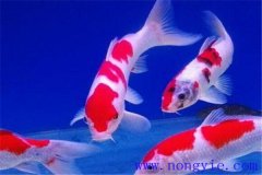 在水族箱中喂養錦鯉要注意些什么？