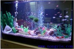 飼養熱帶魚(yú)需要哪些用具與容器
