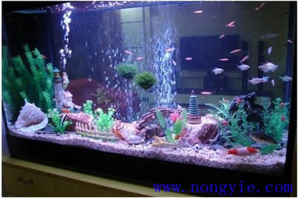 飼養熱帶魚(yú)需要哪些用具與容器