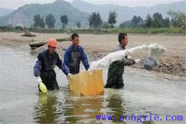 魚(yú)塘施肥方法及注意事項