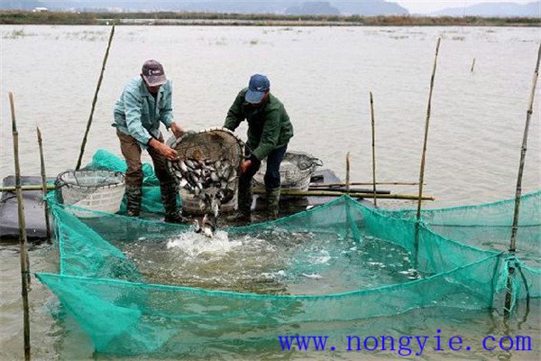 魚(yú)蝦蟹鱔鰍混養提高效益