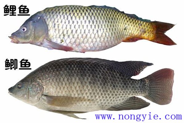 鯉魚(yú)、鯽魚(yú)