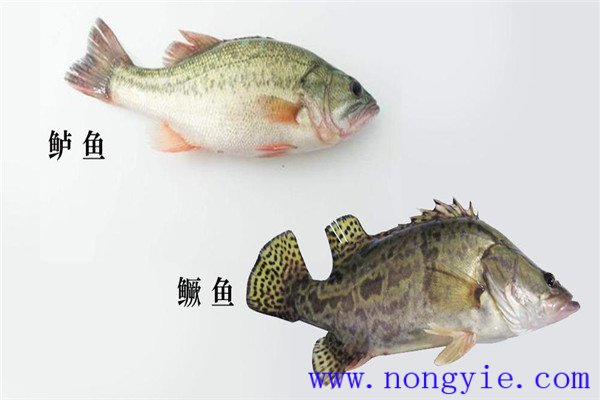 鱖魚(yú)、烏鱧、加州鱸