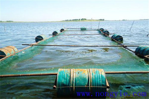 網(wǎng)箱中放養多少魚(yú)兒是合理