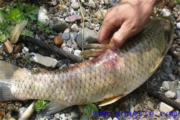 草魚(yú)疾病的預防要求