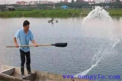 魚(yú)類(lèi)養殖過(guò)程的具體飼養管理都需要注意什么