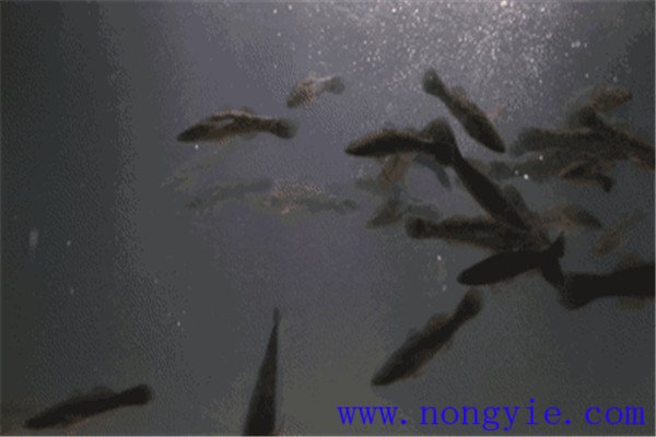 怎樣根據魚(yú)的動(dòng)態(tài)推斷水質(zhì)好壞