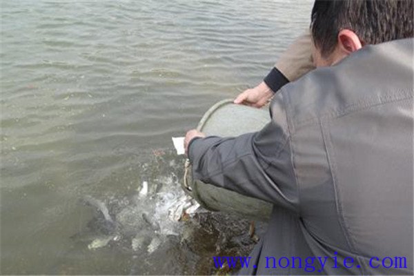 合理確定放養魚(yú)種規格