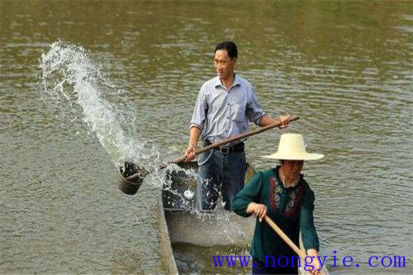 加強病害防治、講究安全用藥